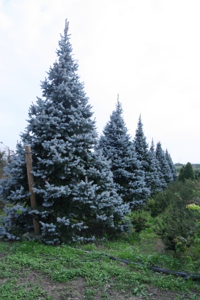 نوئل نقره ای